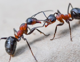 Kämpfende Ameisen