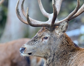 Hirsch in der Winterlandschaft