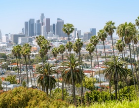 Palmen in Los Angeles