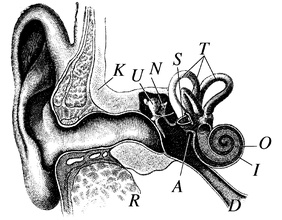 Querschnitt eines Ohrs