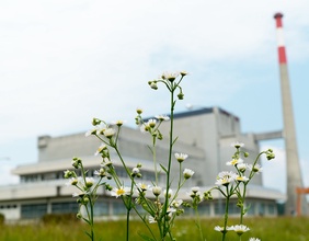 Blumen vor Kraftwerk