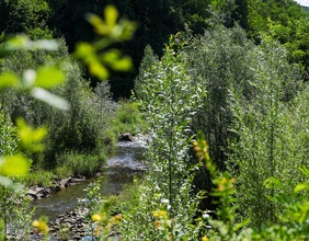Renaturierter Bachabschnitt