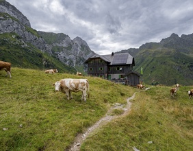 Kühe