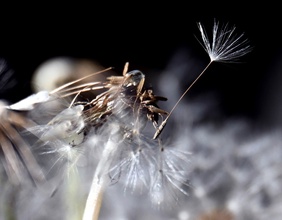 PICTUREDESK.COM/DPA/FEDERICO GAMBARINI Fliegender Löwenzahn