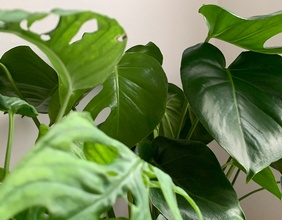 Zwei verschiedene Monstera Arten.