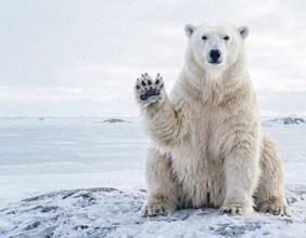 Eisbär, der einen klingonischen Gruß zeigt
