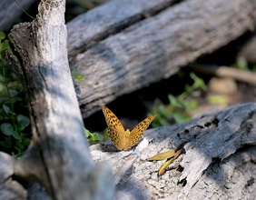 Schmetterling in der Lobau