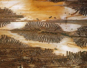 Borkenkäferspuren im Holz, Brutbild