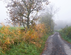 Weg in Nebellandschaft