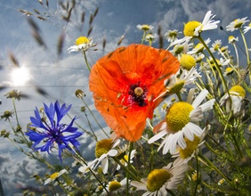 Sommerblumen