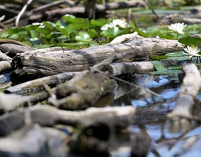 Gewässer in der Lobau