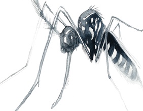 Asiatische Buschmücke