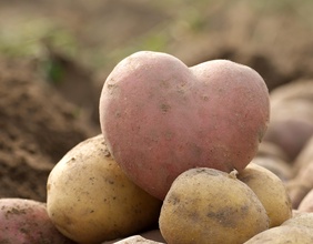 Erdäpfel in Herzform