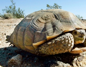 Schildkröte in der Wüste Nevada