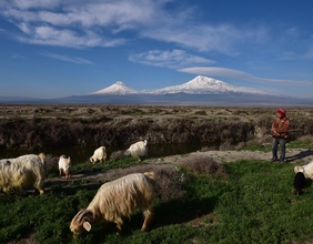 Schafe weiden am Fuße des Berges Ararat