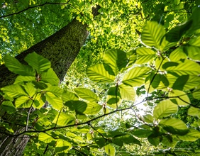 Sonne scheint durch Blätter im Wald