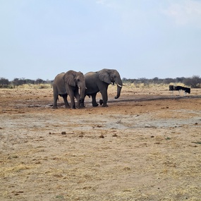 Elefanten im Etoscha-Nationalpark