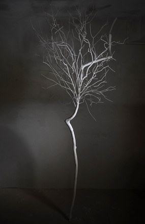 Heller, blätterloser Baum vor schwarzem Hintergrund