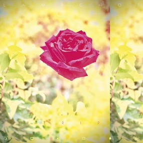 Albumcover, Rose