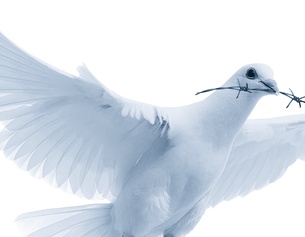 Taube mit Stacheldraht im Schnabel