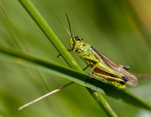 Heuschrecke