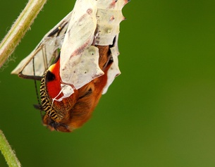 Schlüpfender Schmetterling