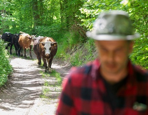 PICTUREDESK.COM/AFP/JEAN-CHRISTOPHE VERHAEGEN Mann mit Kühen auf einem Weideweg
