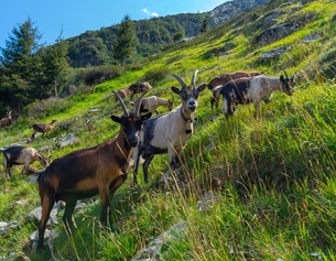 Ziegen in Südtirol
