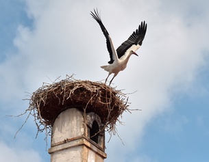 Ein vom Storchennest wegfliegender Storch in Rust im Burgenland