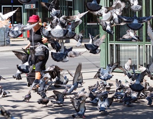 Tauben in der Stadt