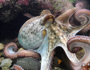 Oktopus, Krake
