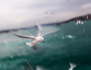 AFP/BULENT KILIC Fliegende Möwen