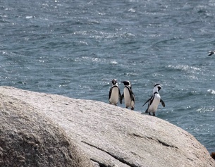 Südafrikanische Pinguine in der Nähe von Kapstadt