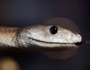 APA/AFP/JOEL SAGET Eine schwarze Mamba