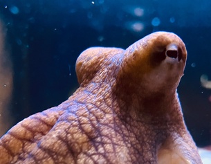 MAYA KUBA Oktopus