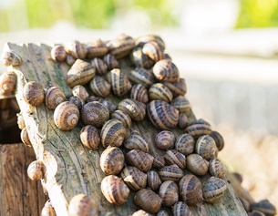 Schnecken