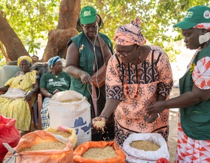 Frauen in Afrika mit unterschiedlichen Reissorten.