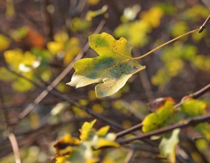 Herbstblätter