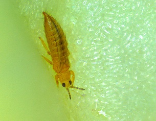 L. WEISSENGRUBER Thripse