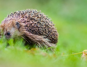 Igel