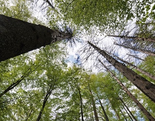DPA Bäume in einem Wald