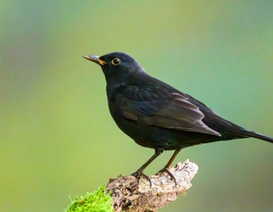 Amsel