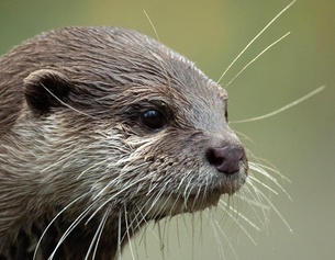 Otter