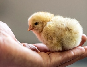 Küken in einer Handfläche