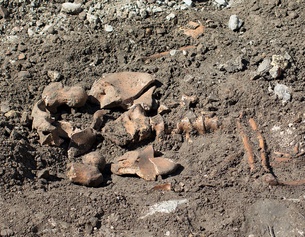Überreste eines Skeletts