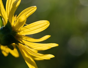 Gelbe Blume im Sommer