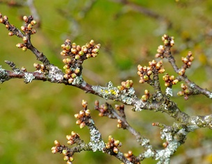 Winterknospen: Schlehdorn