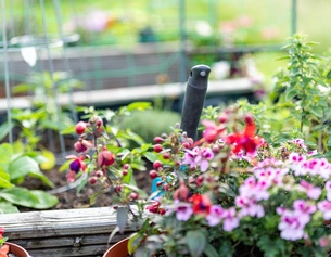 Gartenarbeit, Gemüseanbau, Balkonblumen