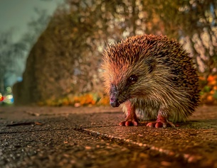 Igel auf der Straße in einer Stadt