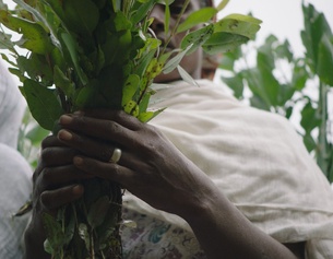 POLYFILM/THE GREAT GREEN WALL Eine Frau hält Pflanzen in den Händen.